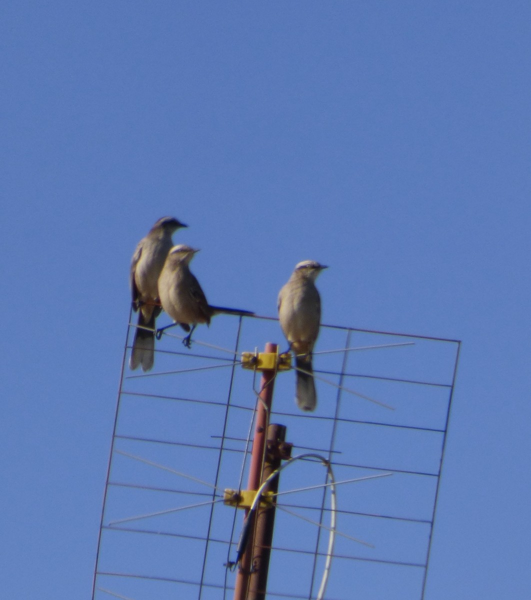 Chalk-browed Mockingbird - Deusdedith AlvesFilho