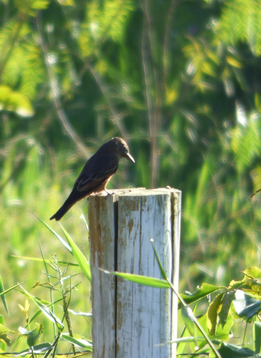 Cliff Flycatcher - ML608598906