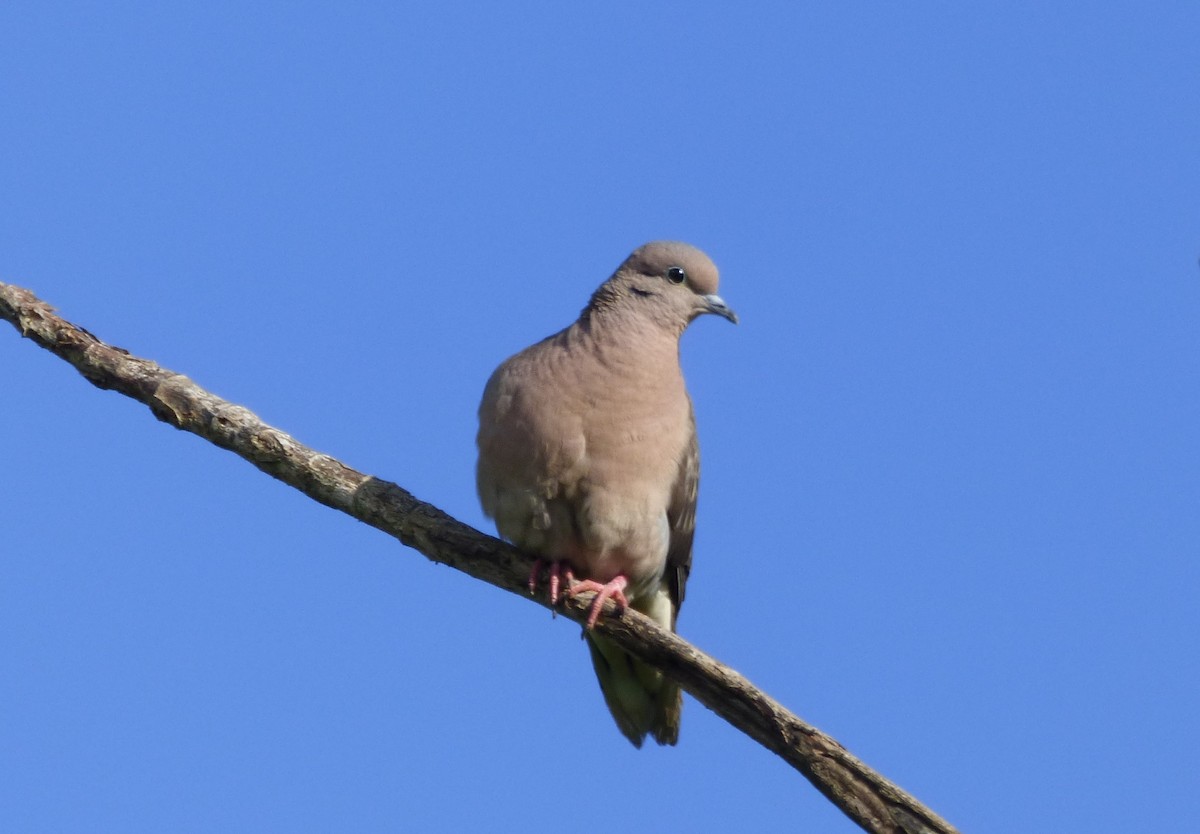 Eared Dove - Deusdedith AlvesFilho