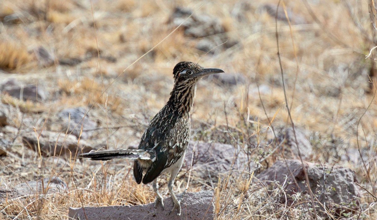 Greater Roadrunner - ML608598922