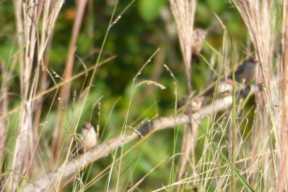 Common Waxbill - ML608598924