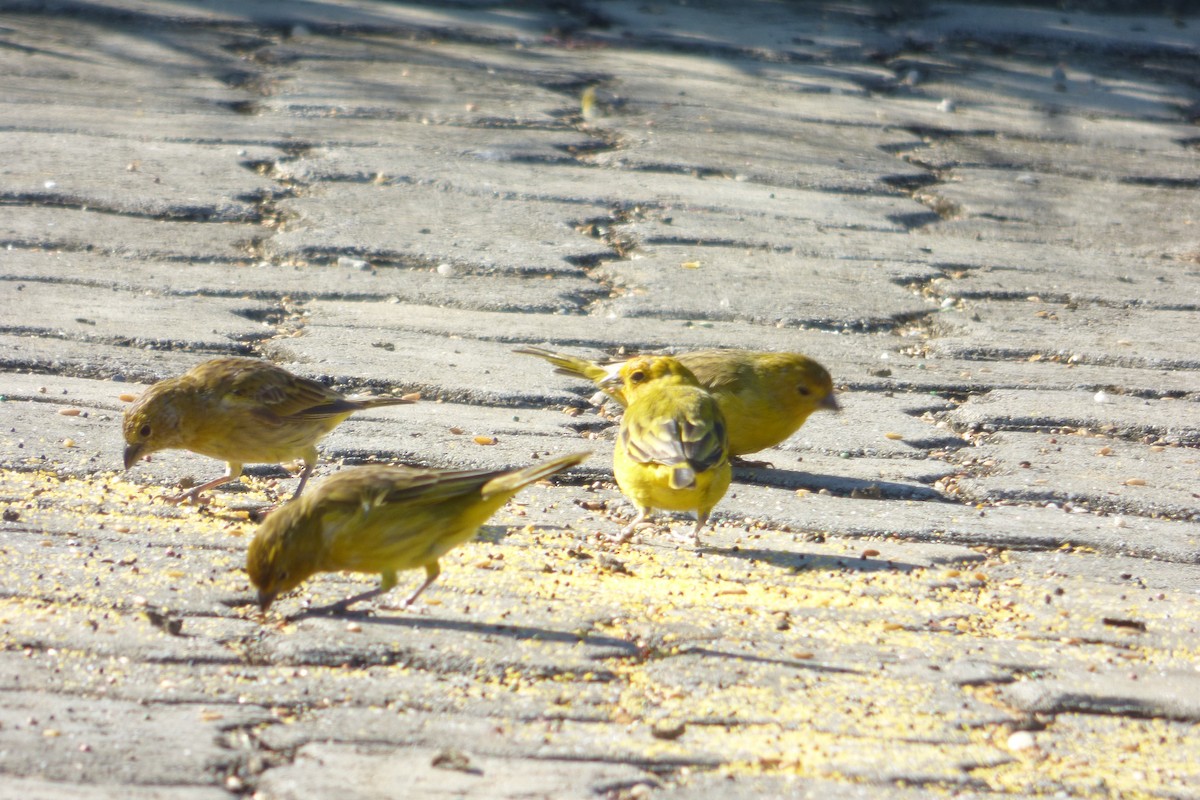 Saffron Finch - ML608598928