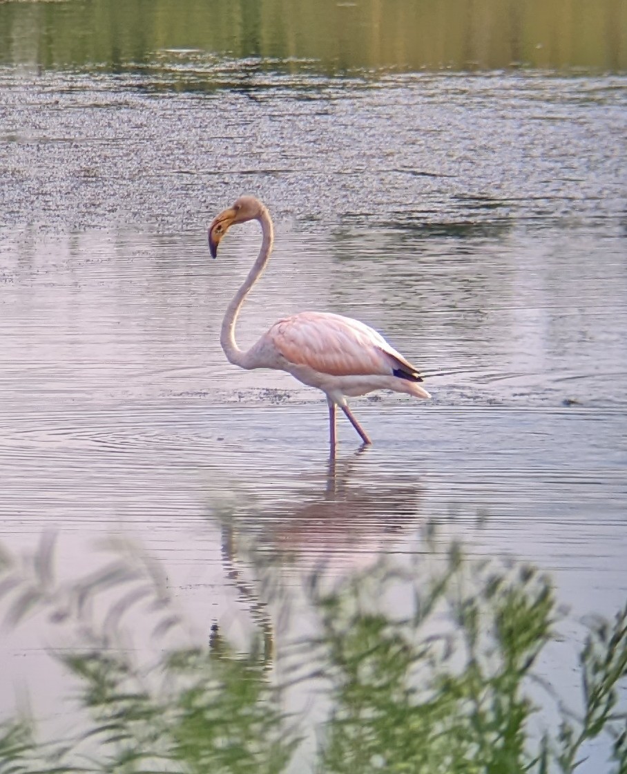 American Flamingo - ML608598930