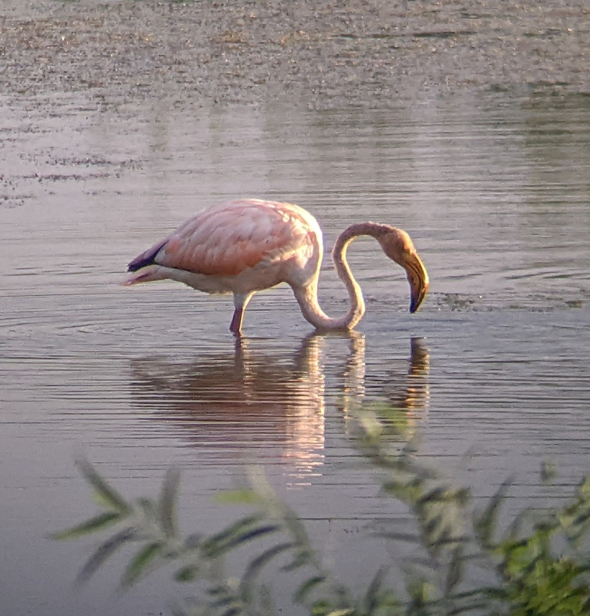 American Flamingo - ML608598965