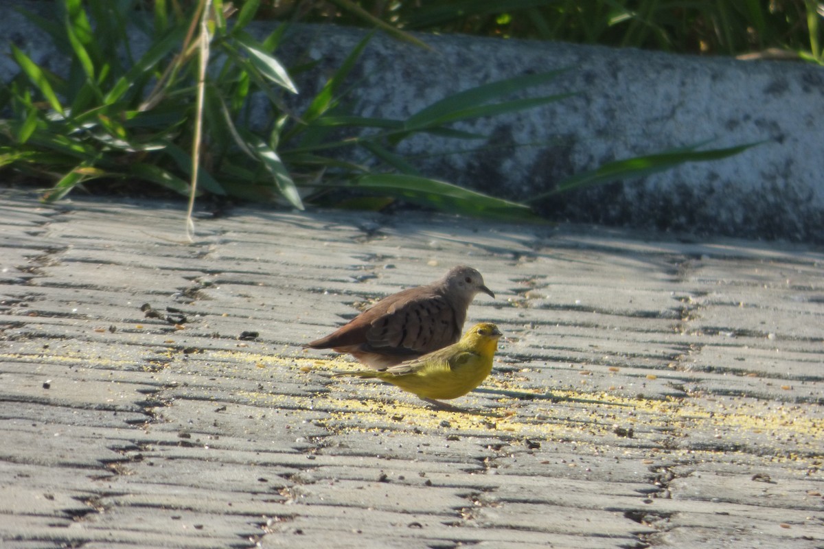 Ruddy Ground Dove - Deusdedith AlvesFilho