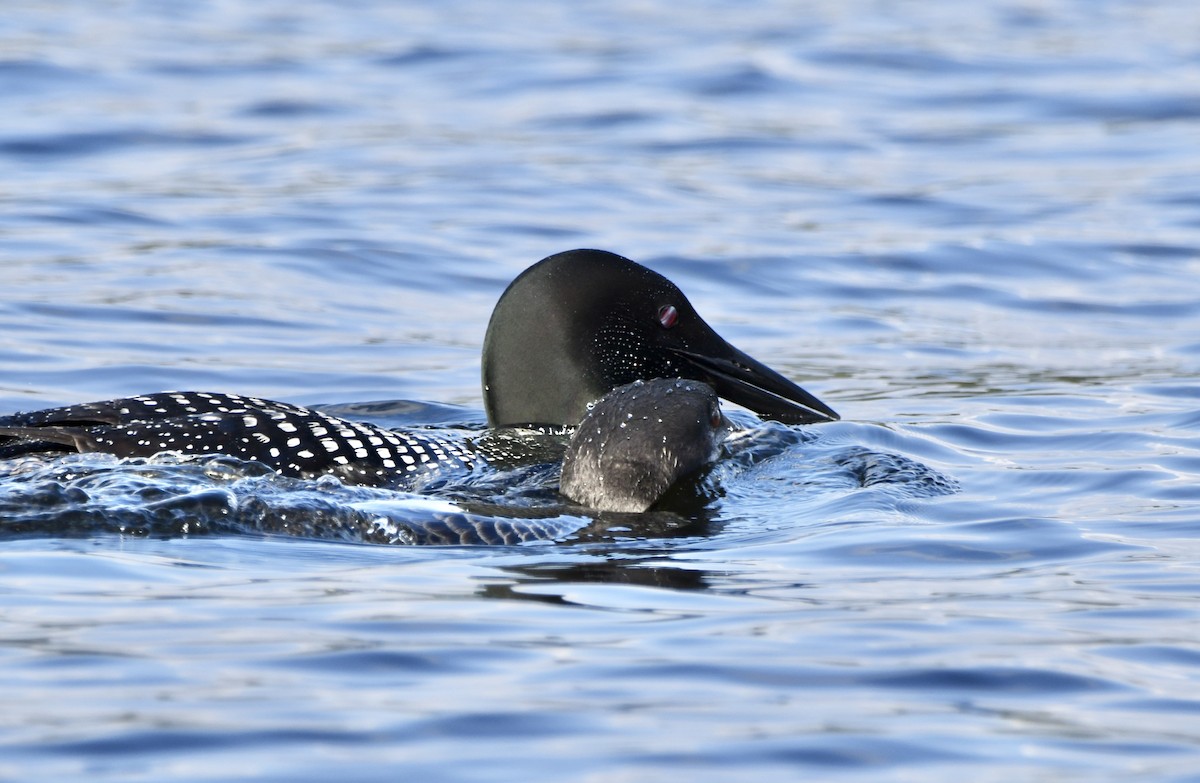 Common Loon - ML608599049