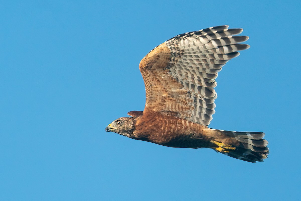 Red-shouldered Hawk - ML608599056