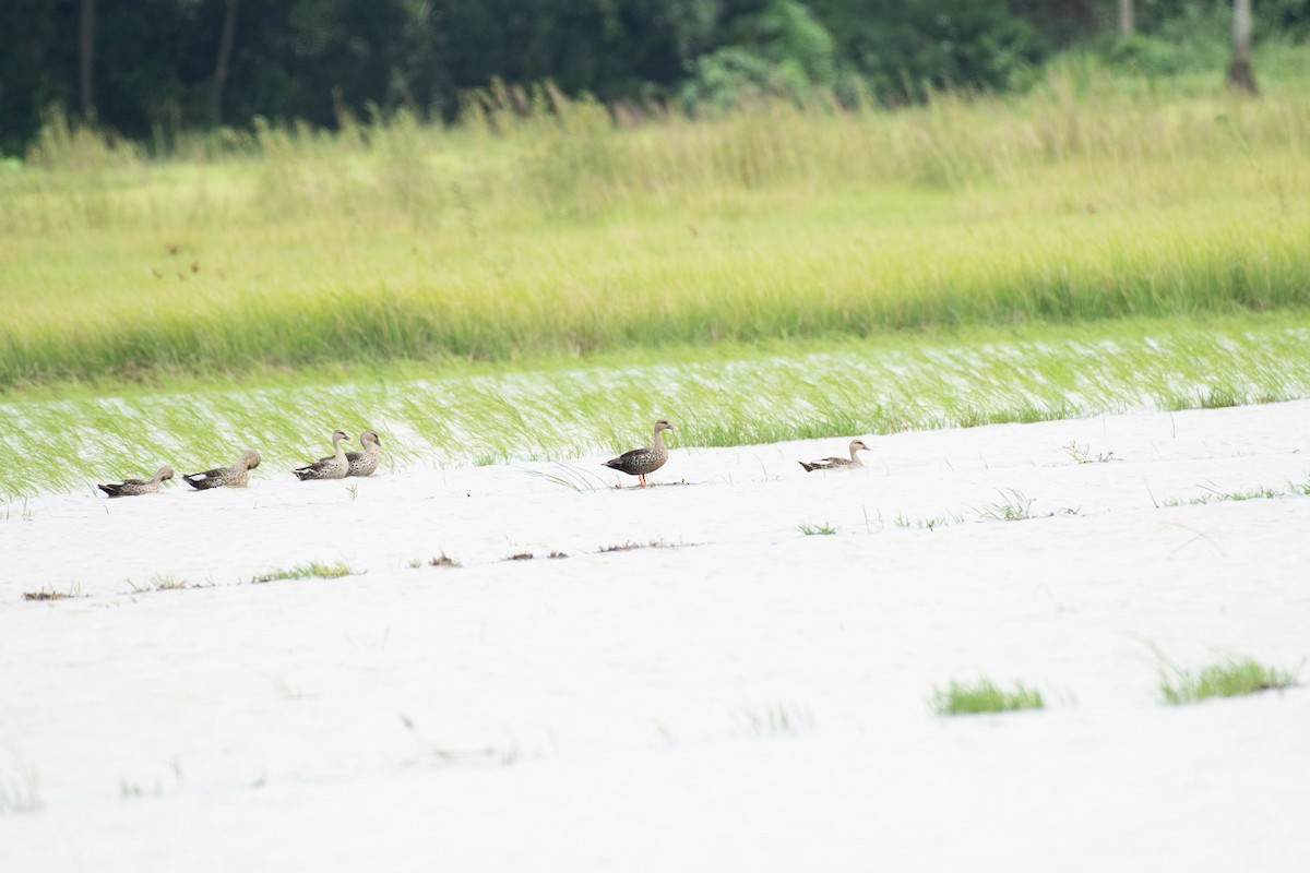 Indian Spot-billed Duck - ML608599064