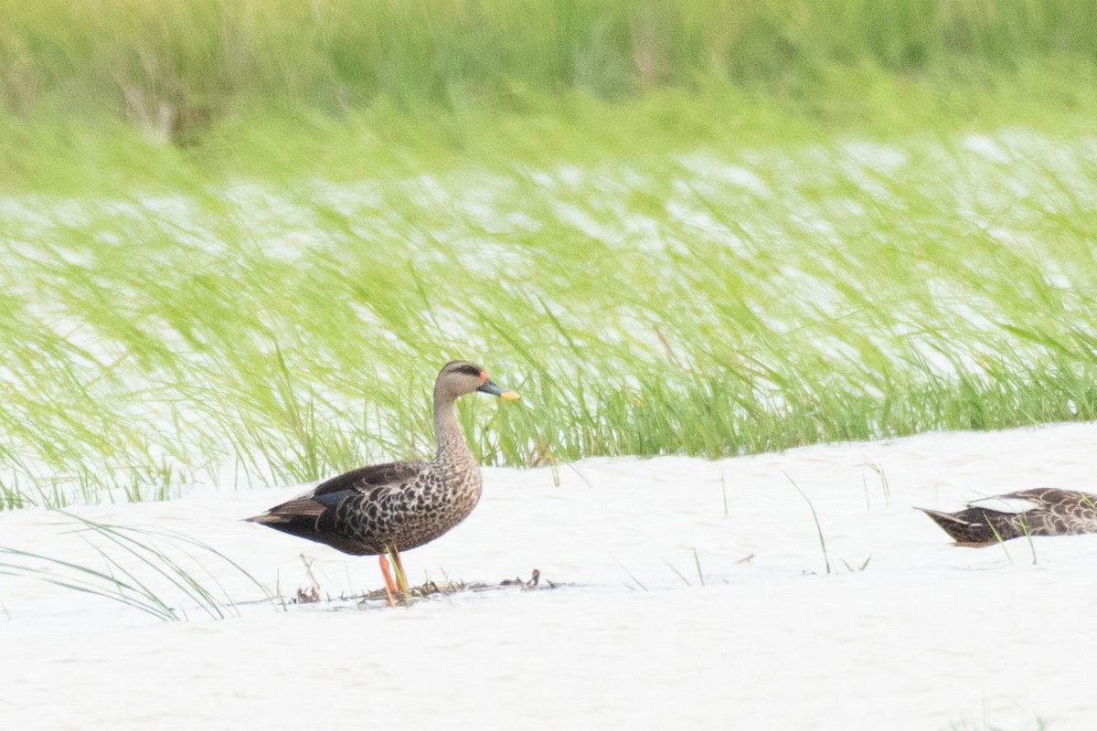 Indian Spot-billed Duck - ML608599065