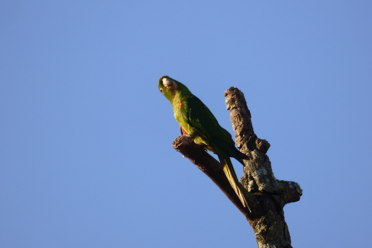 Aratinga Ojiblanca - ML608599070