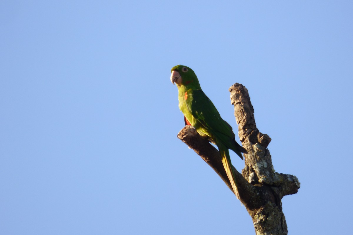 Aratinga Ojiblanca - ML608599073