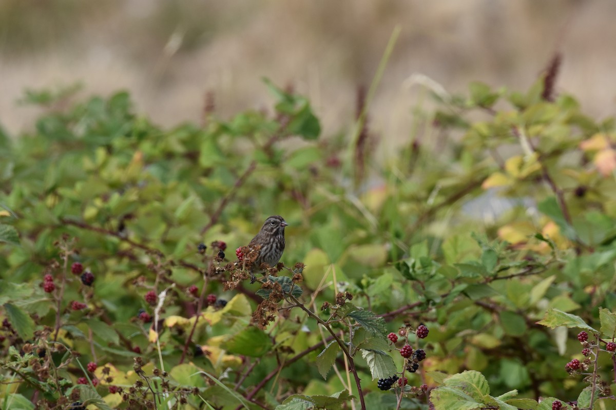 Song Sparrow - ML608599080