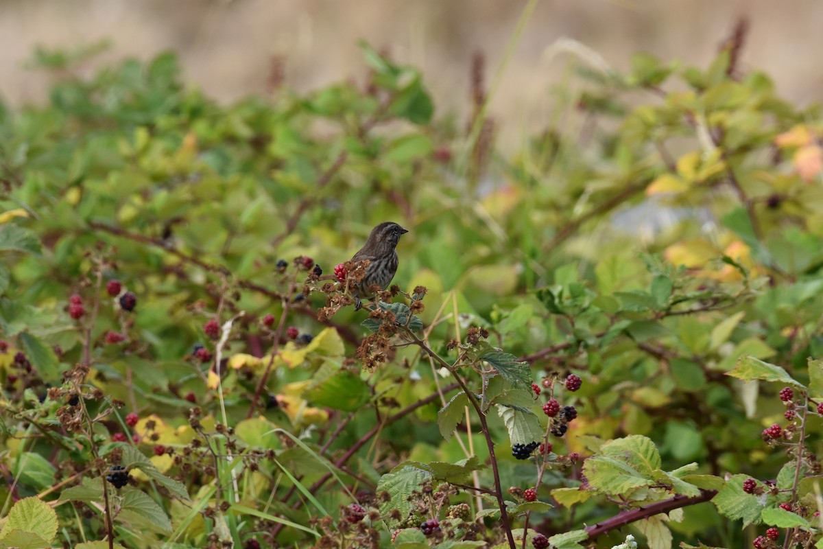 Song Sparrow - ML608599081