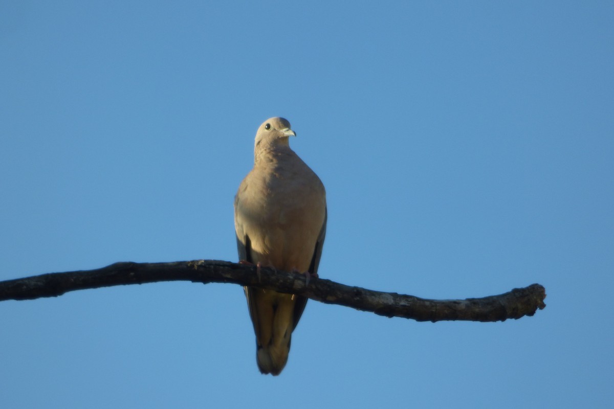 Eared Dove - Deusdedith AlvesFilho