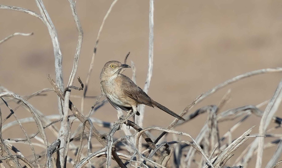 Bendire's Thrasher - ML608599194