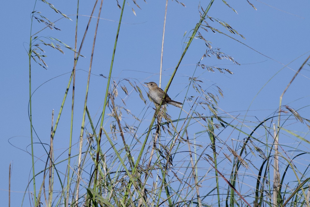 Grass Wren (Northern) - ML608599262