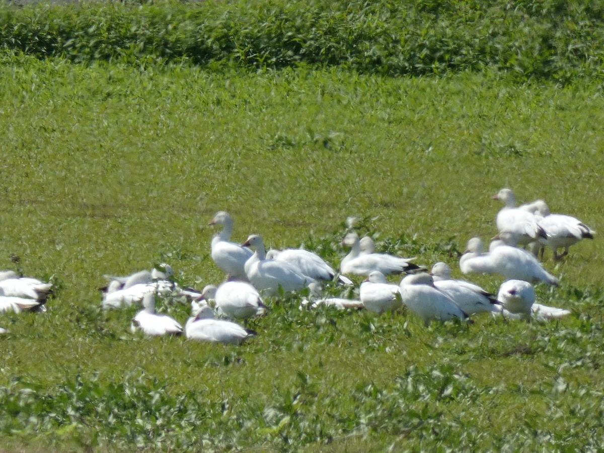 Snow Goose - ML608599282