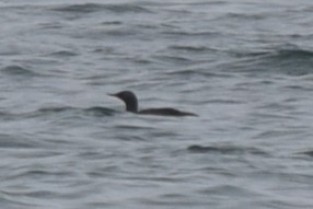 Red-throated Loon - ML608599323