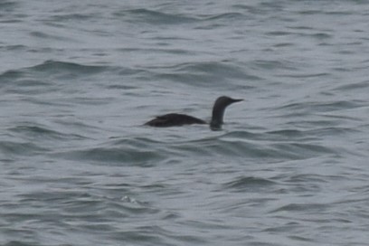 Red-throated Loon - ML608599341
