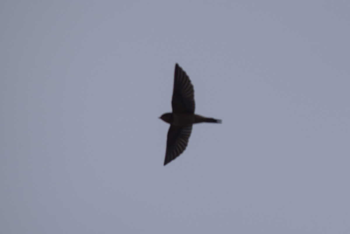 Barn Swallow (American) - ML608599379