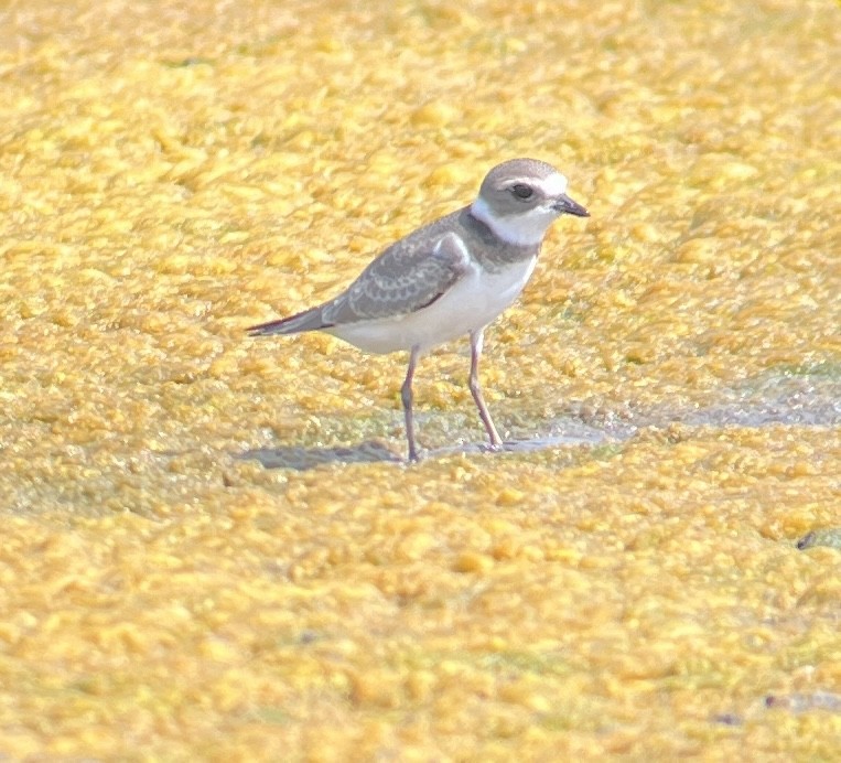 Semipalmated Plover - ML608599418