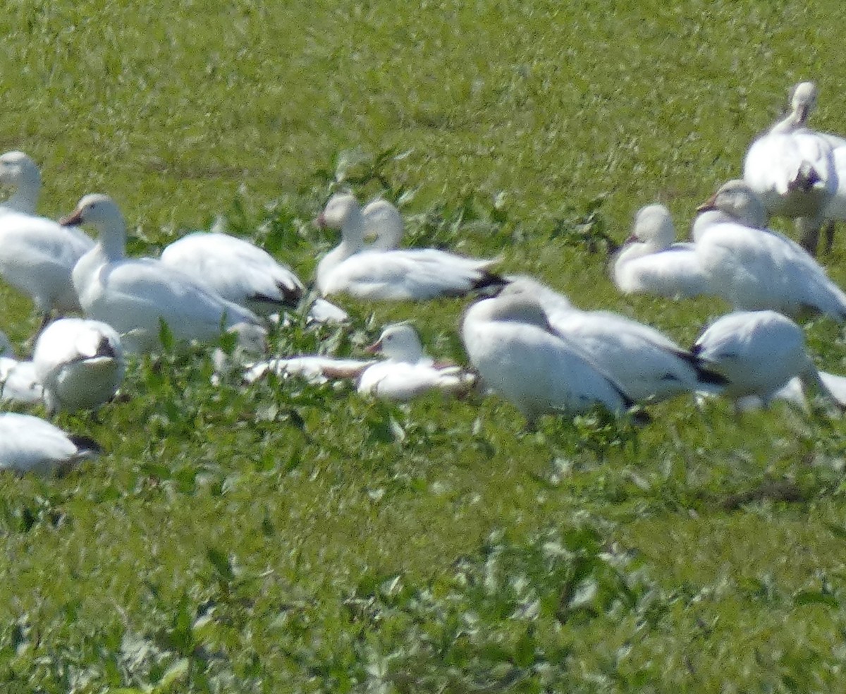 Ross's Goose - ML608599439