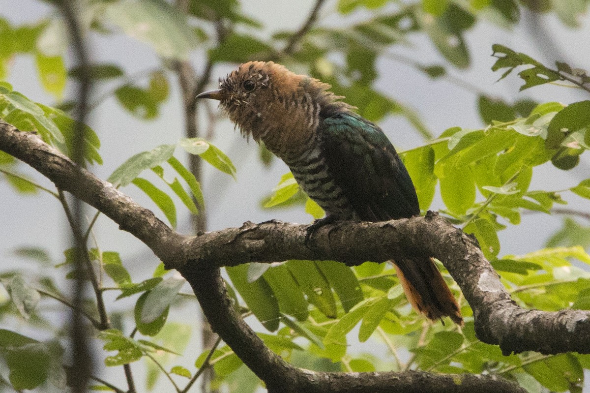 Asian Emerald Cuckoo - ML608599442