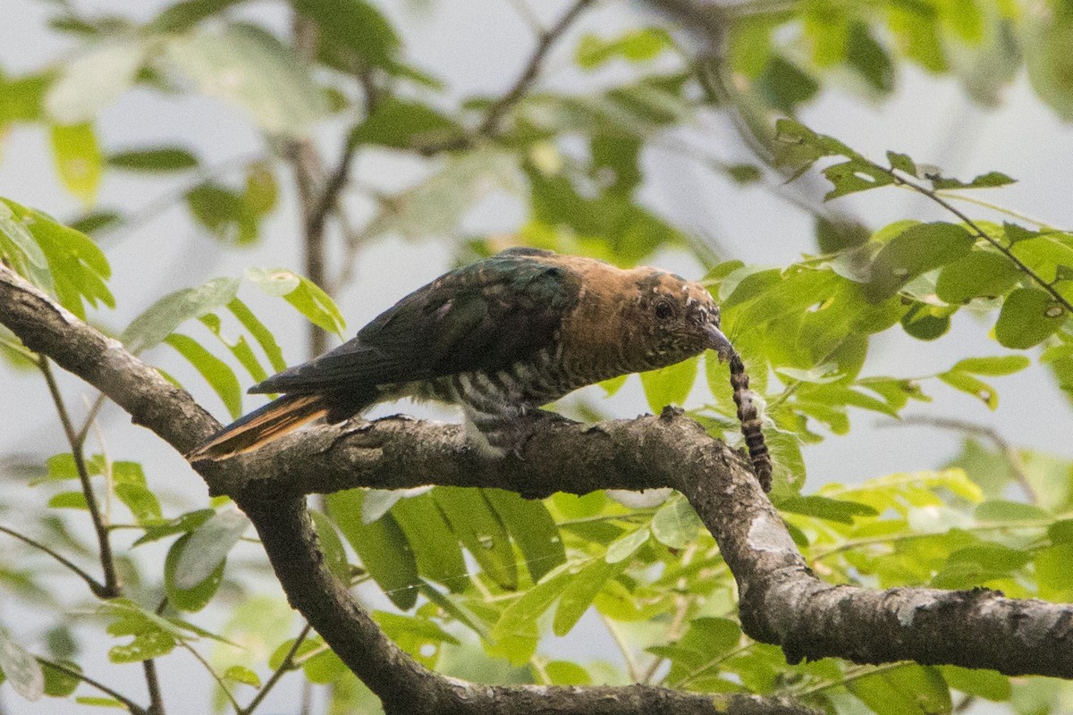 Asian Emerald Cuckoo - ML608599443