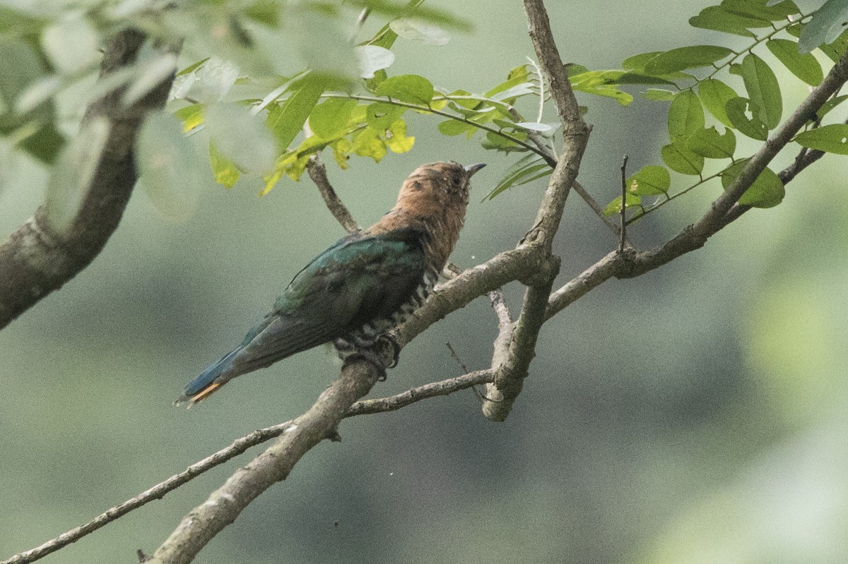 Asian Emerald Cuckoo - ML608599444