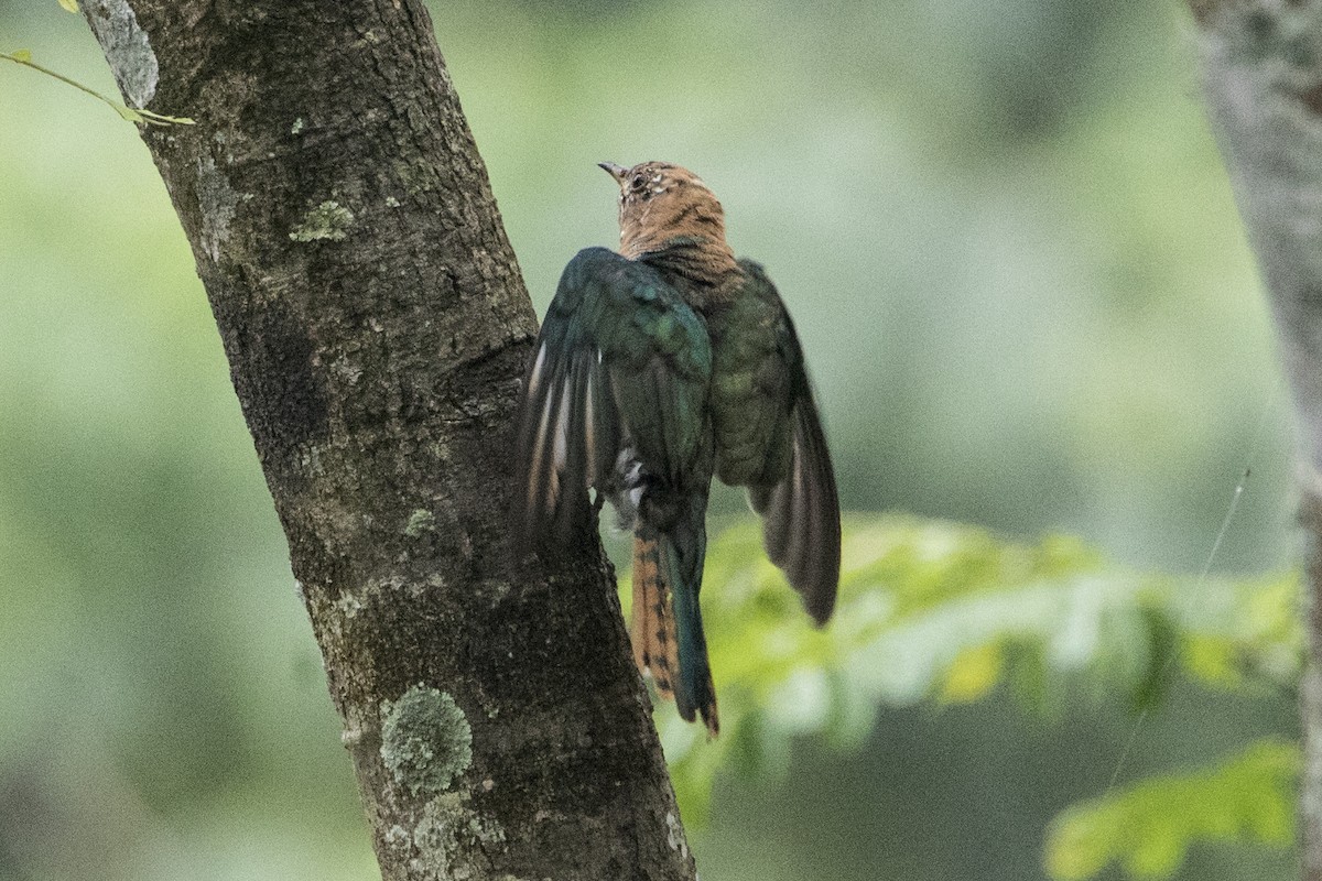 Asian Emerald Cuckoo - ML608599445