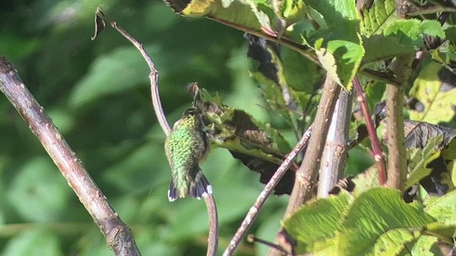 Colibri à gorge rubis - ML608599462