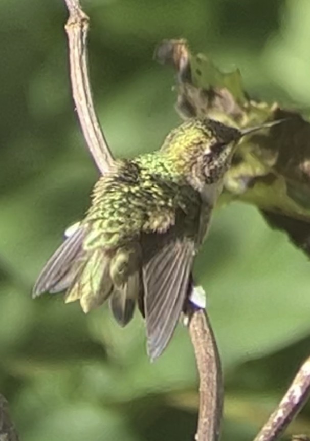 Ruby-throated Hummingbird - ML608599465