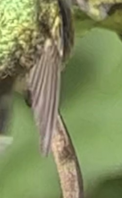 Ruby-throated Hummingbird - ML608599466