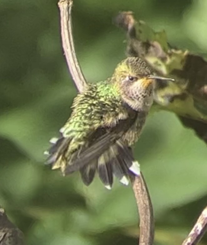 Colibri à gorge rubis - ML608599467