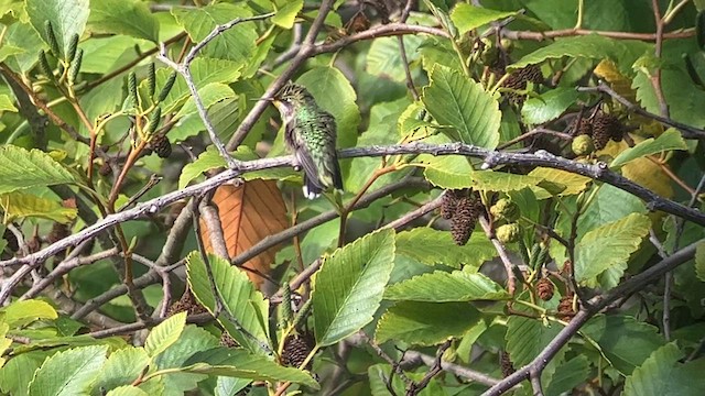 Colibri à gorge rubis - ML608599470