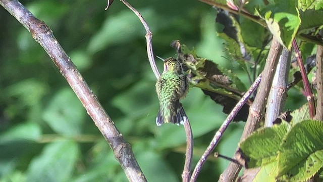 Colibri à gorge rubis - ML608599471