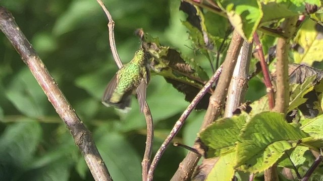 Ruby-throated Hummingbird - ML608599472