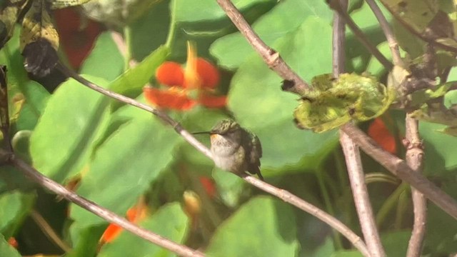 Colibri à gorge rubis - ML608599474