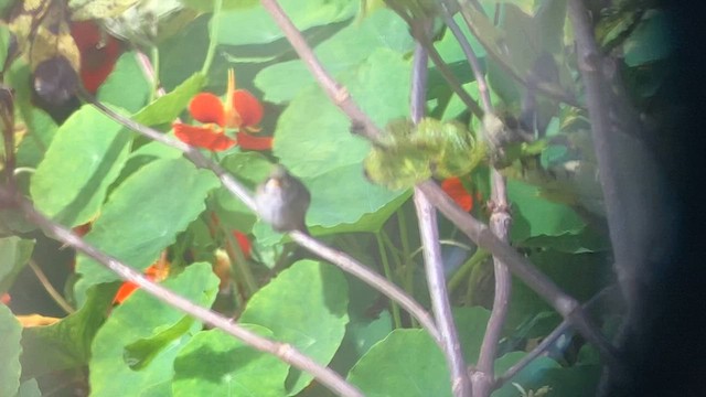 Ruby-throated Hummingbird - ML608599475
