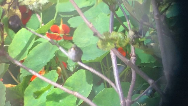 Colibri à gorge rubis - ML608599475