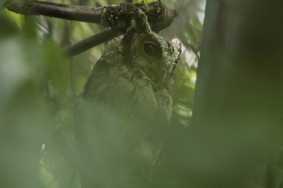 Collared Scops-Owl - ML608599481