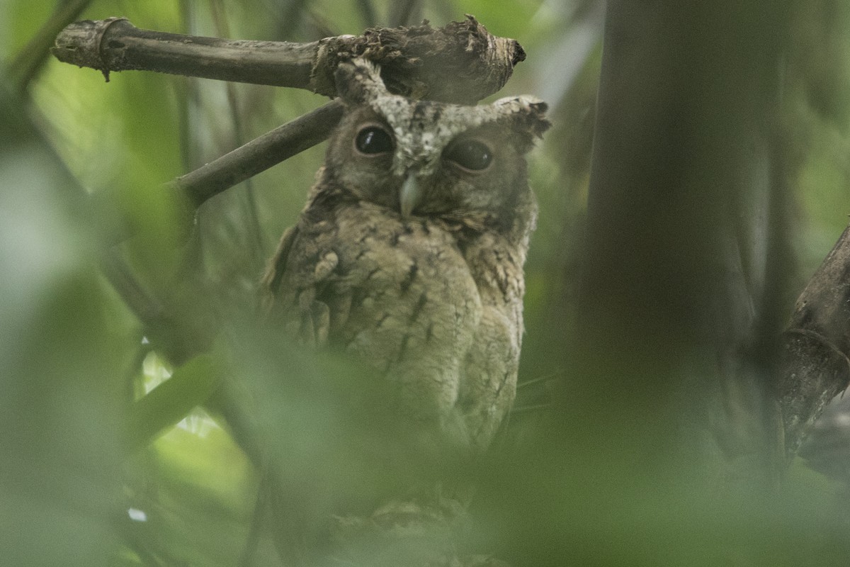 Collared Scops-Owl - ML608599482