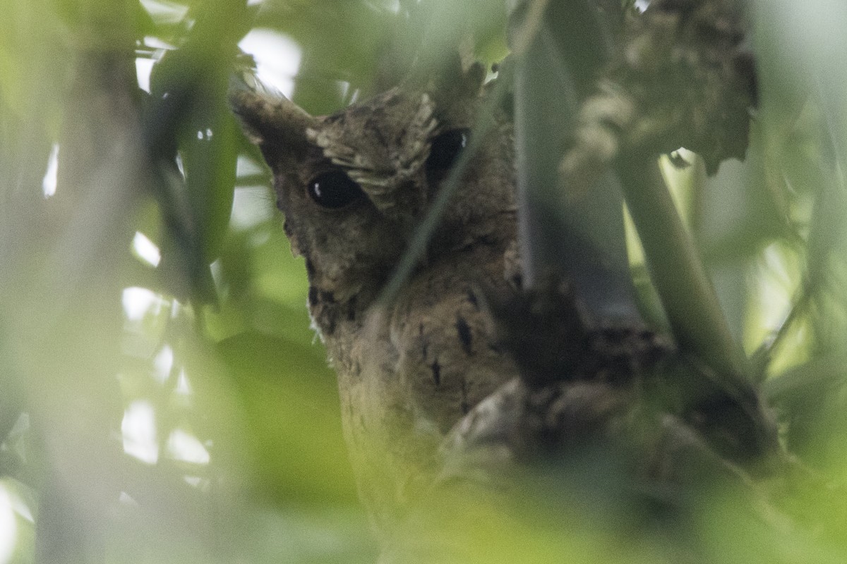 Collared Scops-Owl - ML608599483