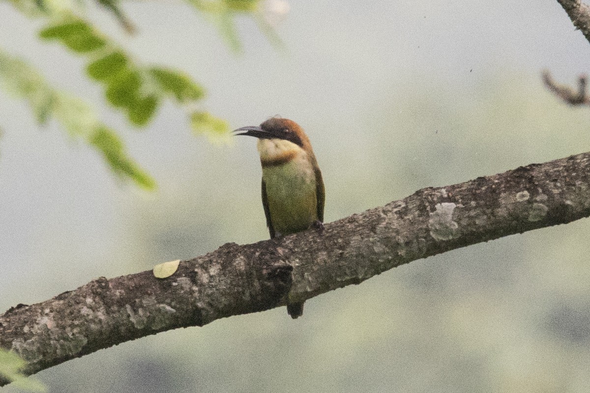 Chestnut-headed Bee-eater - ML608599517