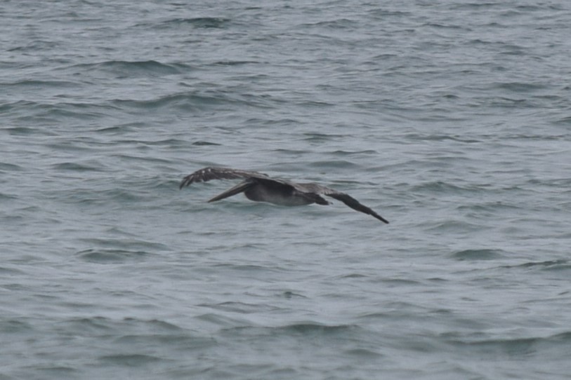 Brown Pelican (California) - ML608599533