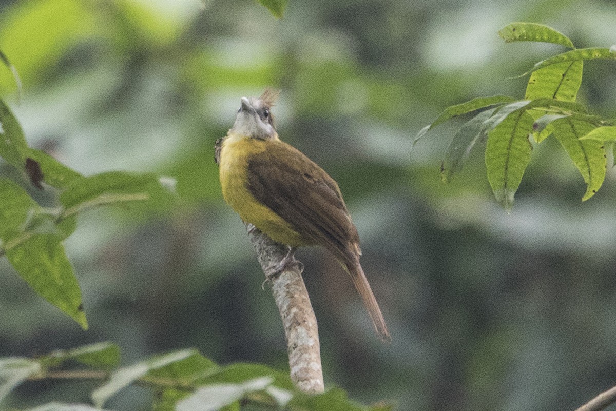 White-throated Bulbul - ML608599551