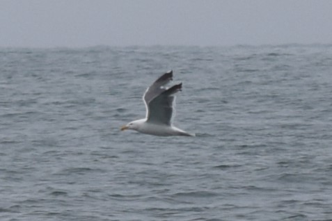 Western Gull - William Harmon