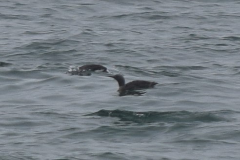 Red-throated Loon - ML608599639