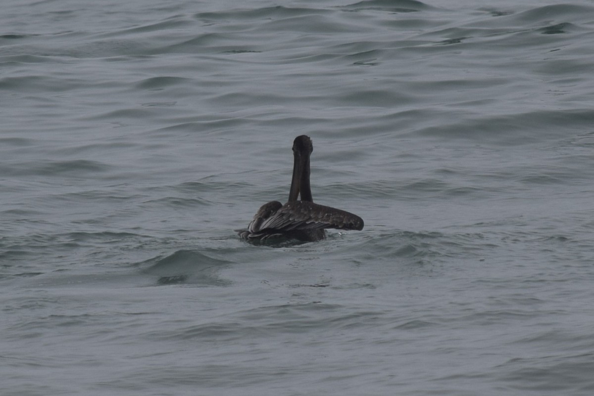 Brown Pelican (California) - ML608599734