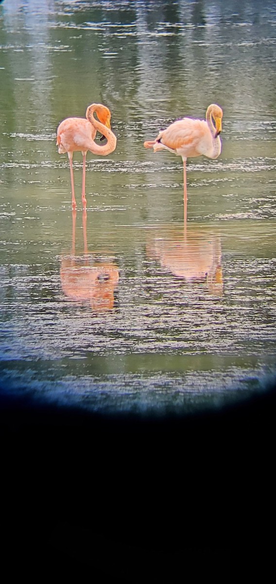 American Flamingo - ML608599775